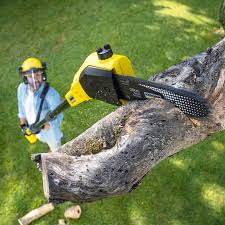 Best Lawn Renovation and Restoration  in Heath, OH