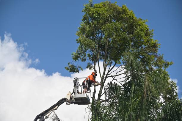 Best Fruit Tree Pruning  in Heath, OH